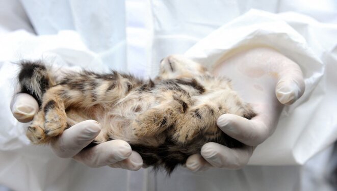 Alerte on a massacré plus de 50 000 chats !