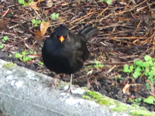 Il n’y a qu’une vraie gauche en France