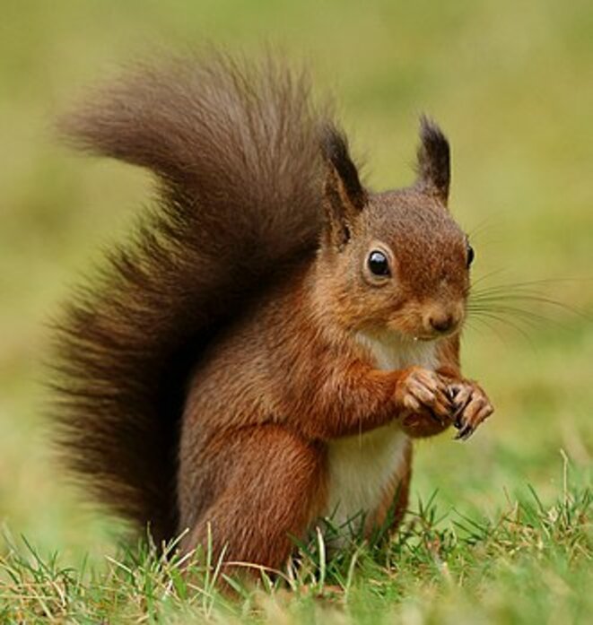 Autoroute A 69 :  M. DARMANIN à la chasse aux écureuils