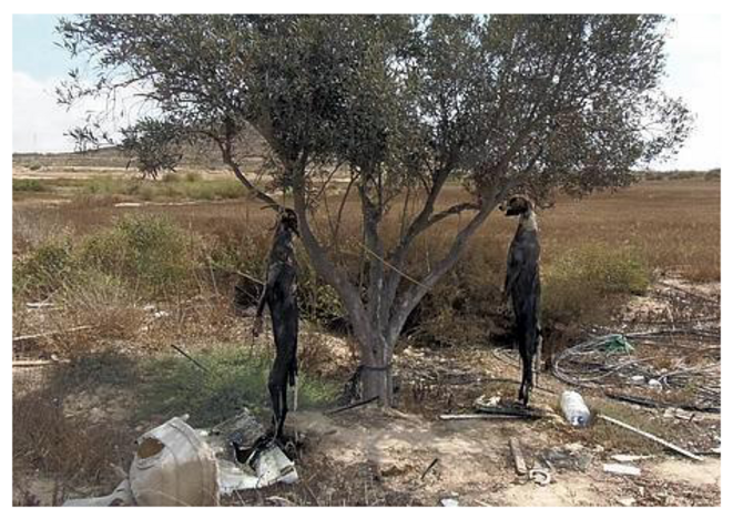 En Espagne, le calvaire des lévriers utilisés pour la chasse