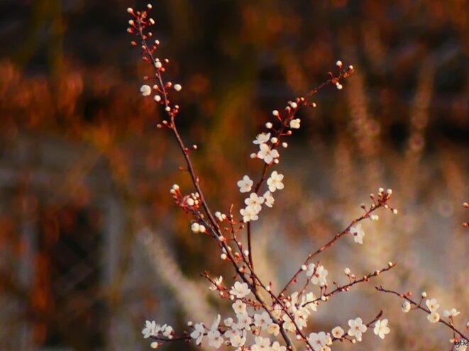 A Gaza les bébés meurent de faim