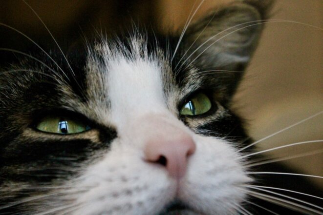 LA RÉVOLUTION CITOYENNE, MÉLENCHON ET LA DÉMOCRATIE par Claude Semal