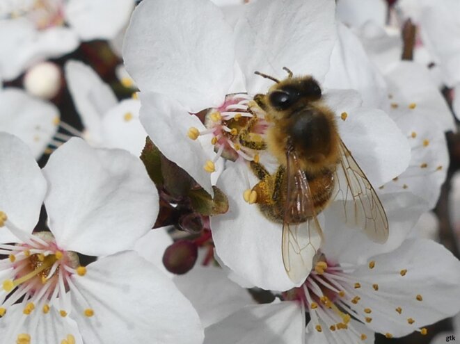 Tous les êtres humains naissent libres et égaux en dignité et en droits.