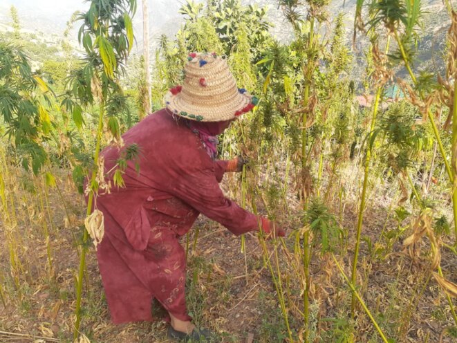Chanvre au féminin : Histoires cannabiques oubliées & traditions préservées