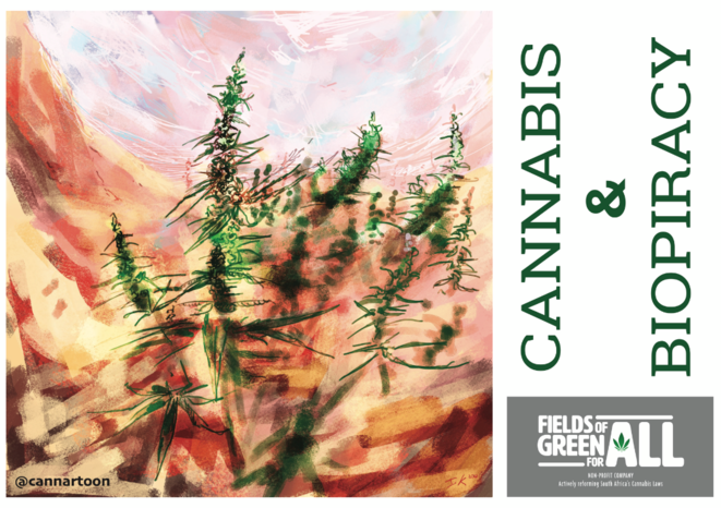 Plus d'infos sur : www.cannabisembassy.org/biopiracy © Fields of Green for ALL (ONG d'Afrique du Sud) Plus d'infos sur : www.cannabisembassy.org/biopiracy © Fields of Green for ALL (ONG d'Afrique du Sud)