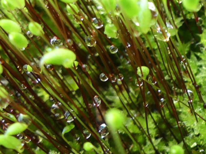 Vive Gaza, en Palestine