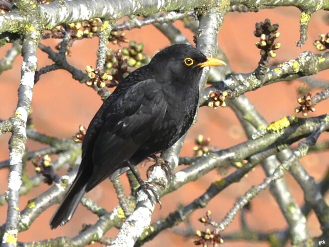 Il y a beaucoup trop d’oiseaux au paradis. Assez, assez !