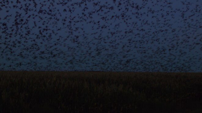 Entretien avec Tamer Hassan, réalisateur de Homing