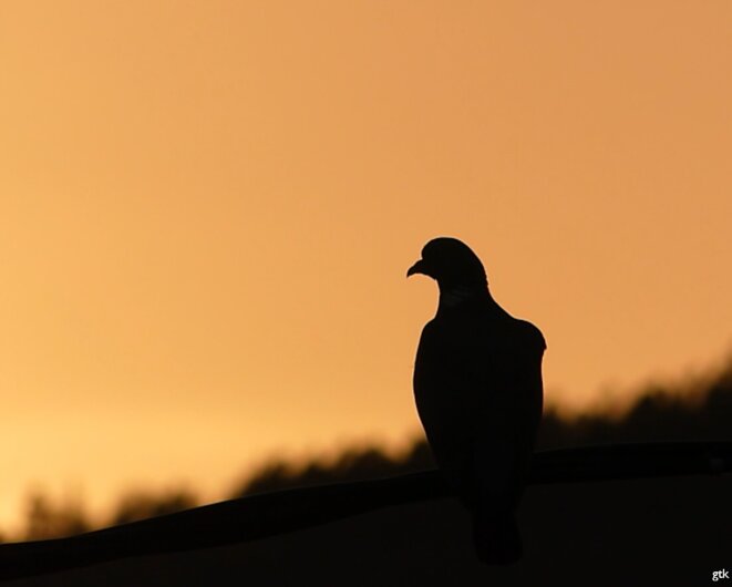 La vie, rien d’autre