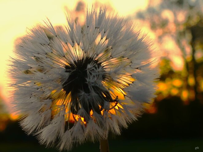 La fleur du berger et de la liberté