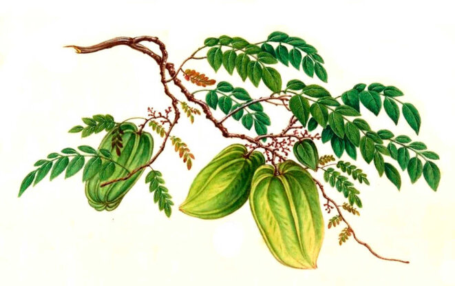 Mirages de l'intellect