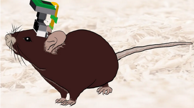 Dispositif innovant enregistrant l'activité de zones éloignées du cerveau