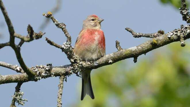 La linotte vous salue bien.
