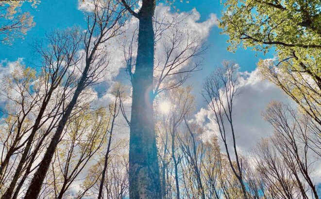 Quelle forêt pour demain ?  bourgeon de réponse au café-forêt à Lourdes le 27 avril