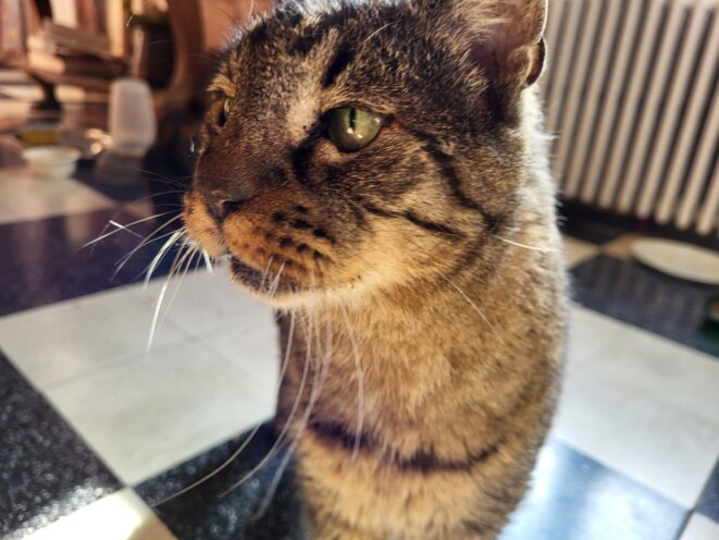 Chat - Adieu à Virgule, digne et valeureux matou