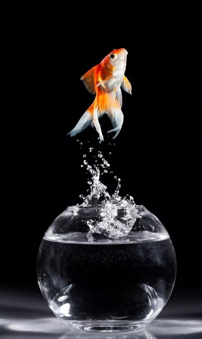 Je suis un poisson rouge