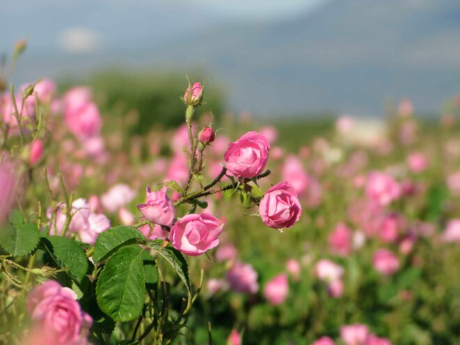 La rose rouge de mai