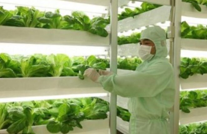 Hébergements pour Aînés et... les usines de légumes ?!