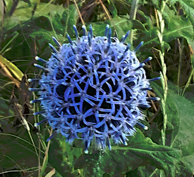 Chieur !  A notre Bonheur !  Mais pas en guerre.