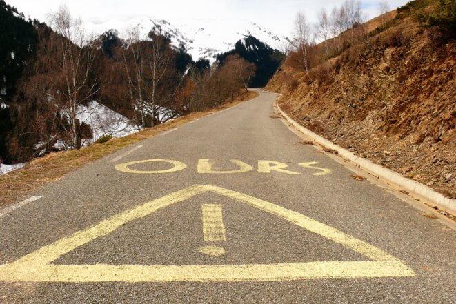 Tirs de "LBD" autorisés (et contestés) contre l'ours M129 dans les Pyrénées