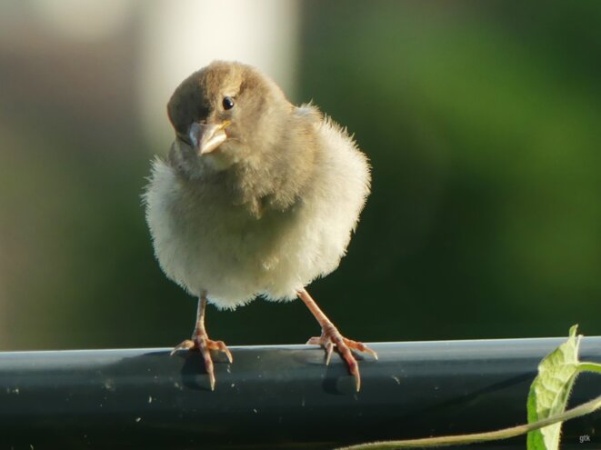 Non non non à l’extrême droite