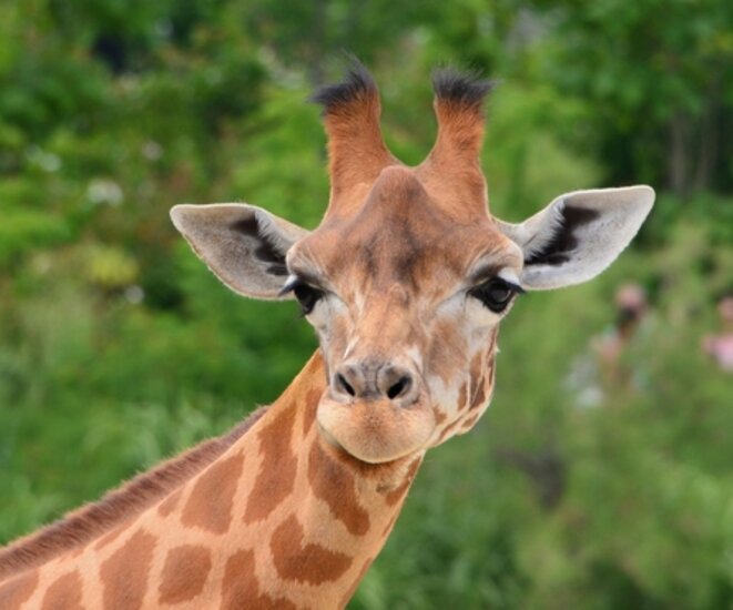 un peigne pour la girafe