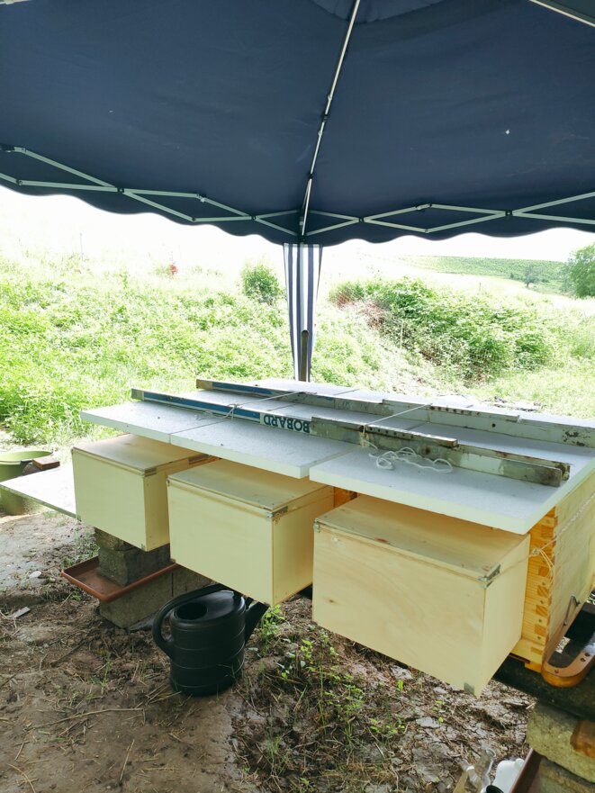 Les abeilles noires d’Ali le Bon