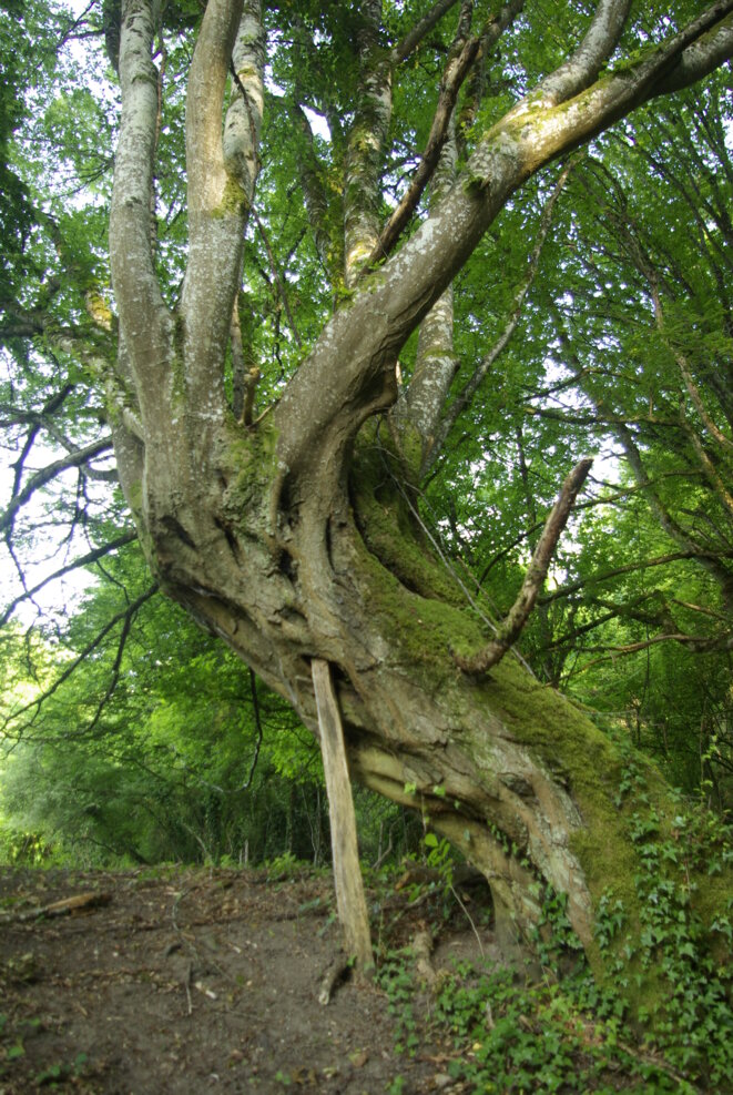 A comme arbre : « Aux arbres, citoyens ! »