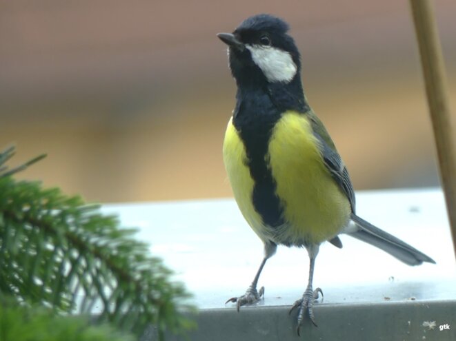 Les mots n’existent pas