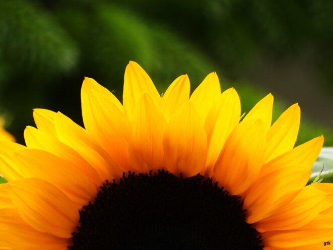 La trahison, haute…