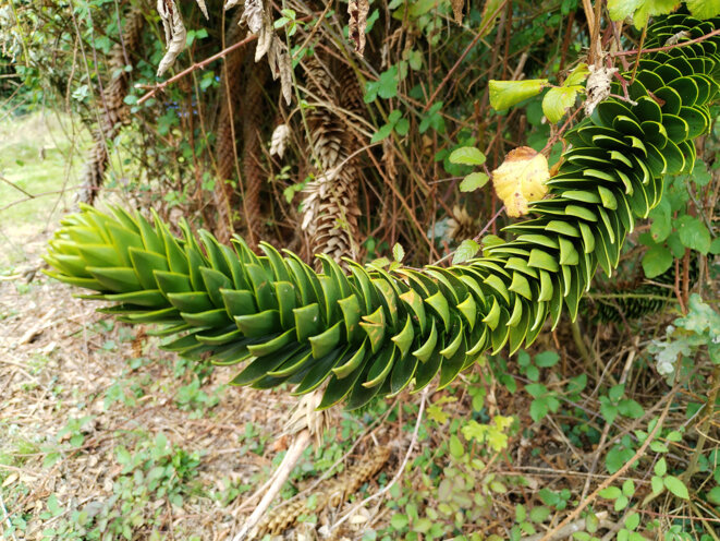 Du désespoir des singes à celui des habitants d’un village breton