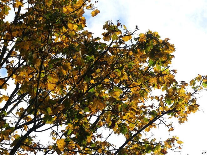 Les mots ou les couleurs