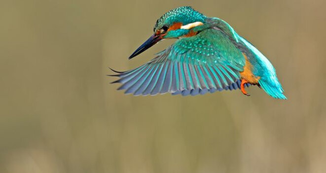 Pour tutoyer les anges