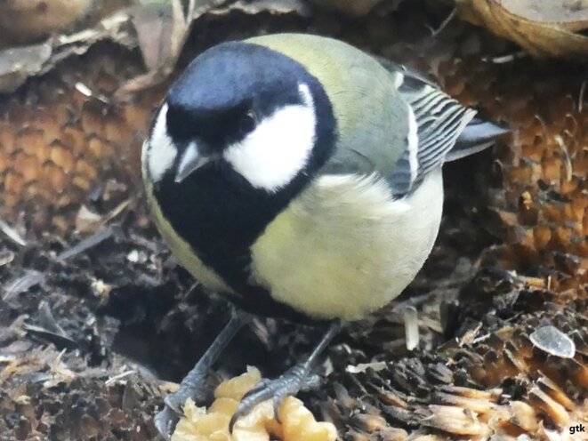 Quand le danger vient d’en haut…