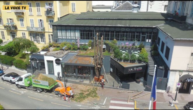 Cèdre abattu pour agrandir un restau-discothèque: Aix-les-Bains jugée en référé.