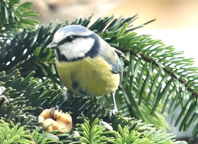 Quand les assassins sont pervers