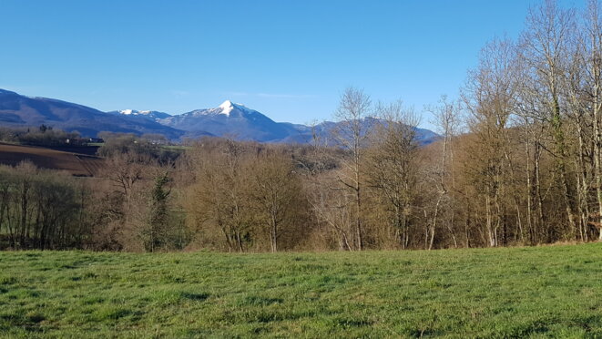 Les prédateurs de la forêt se reproduisent