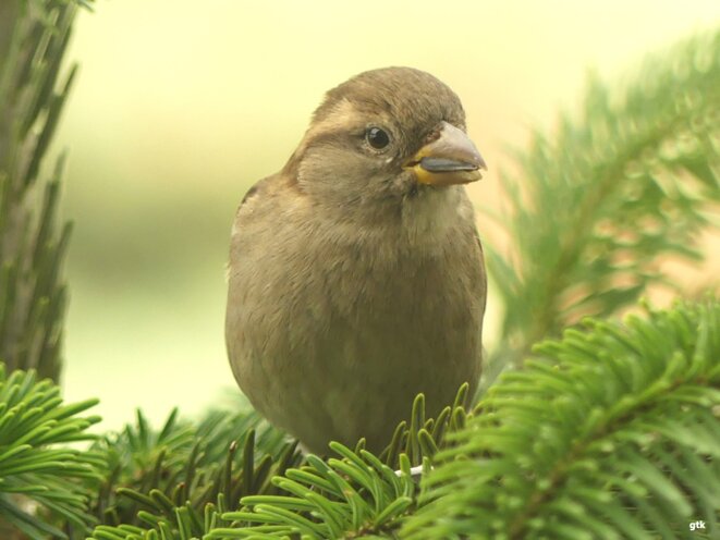 Les mots ont un sens