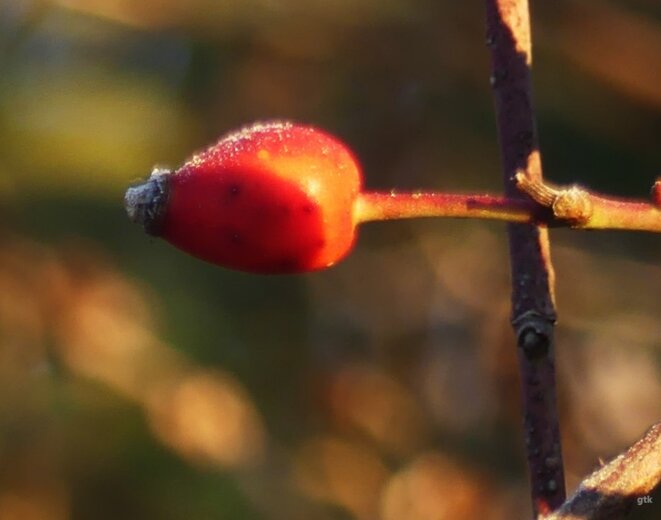 Complètement givrés