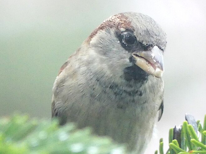 La petite voleuse du dimanche