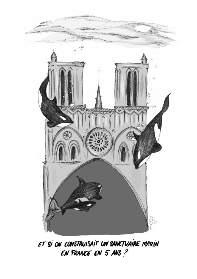 Et si nous construisions un sanctuaire marin en France ?