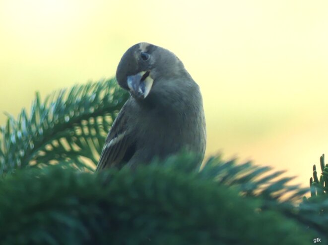 Vive la Palestine, pour toujours