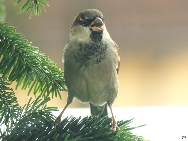 Vive la Palestine, à jamais