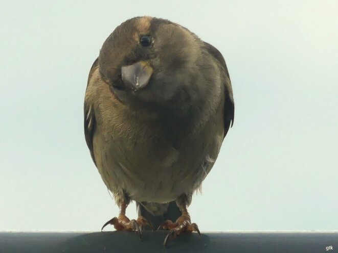 Les oiseaux ne pleurent pas