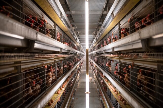 L’esclavage inhumain de l’animal