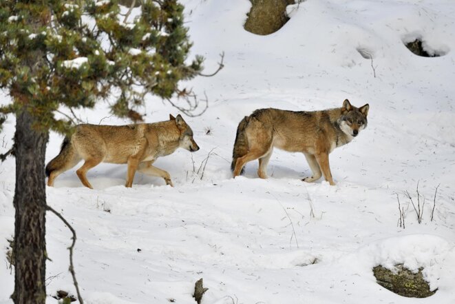 En Europe, le loup est désormais moins bien protégé