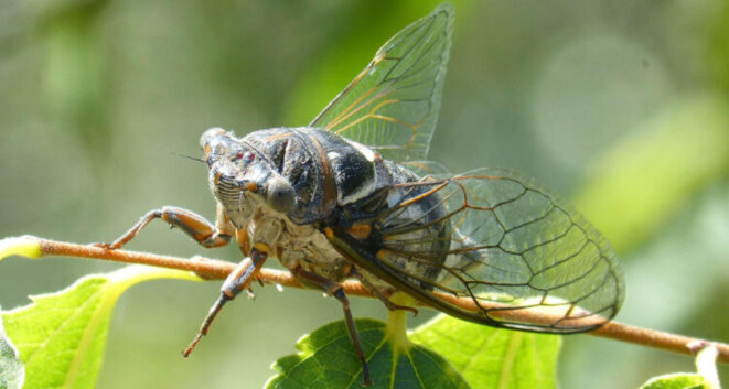 « Animal opéra » de Jean-Jacques Birgé : 1 acte pour les insectes, 2 pour les lapins