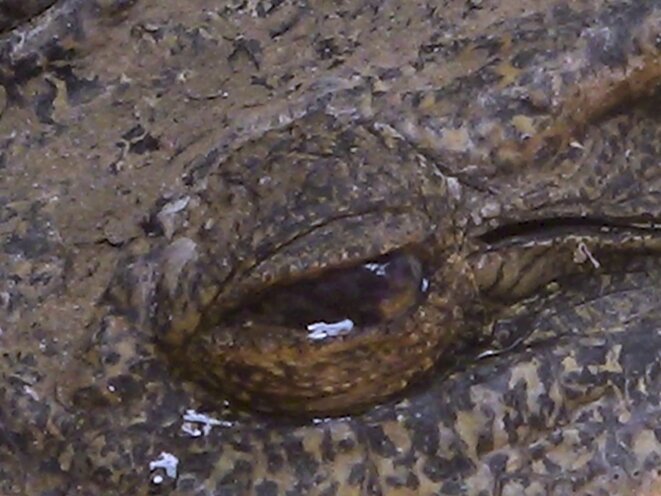 Entretien avec Daphne Xu, réalisatrice de Notes of a Crocodile