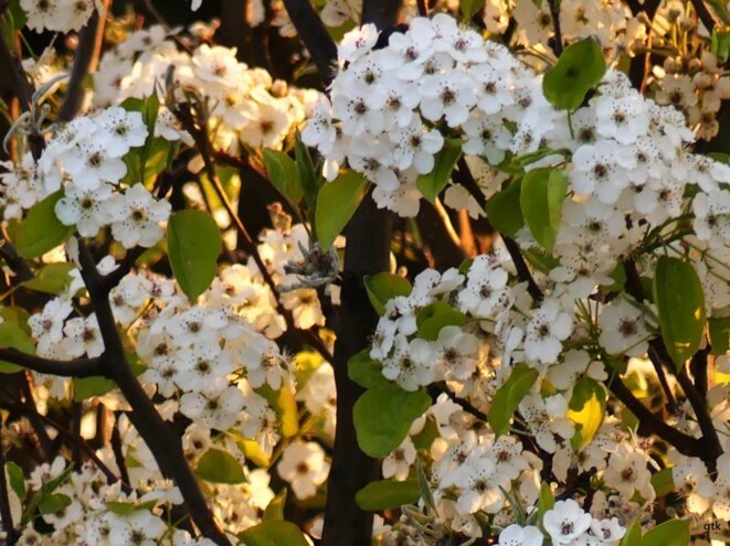 Nos deux héros crucifiés