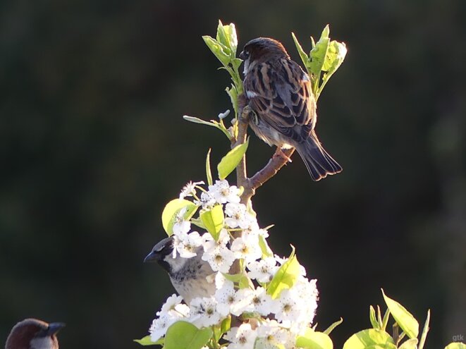 Une voleuse ne pourra jamais présider la France.